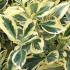 Euonymus Japonicus Bravo, variegated, evergreen hedging plant for sale UK delivery.