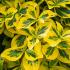 Euonymus Fortunei Emerald and Gold, variegated hedging shrub for sale online UK