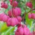 Euonymus Europaeus Spindle Tree, pink flowering for sale online UK and Eire delivery