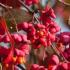 Euonymus Europaeus Red Cascade. Red Cascade Spindle Tree buy online from our UK garden centre.