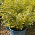 Batch of Euonymus Fortunei Emerald n Gold with vibrant green and golden variegated foliage