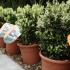 Euonymus Harlequin, Buy Low Growing Evergreen Shrubs Online UK