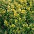 Compact Euonymus Japonicus Microphyllus Pulchellus Variegated Shrub, evergreen for sale UK