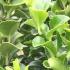 Euonymus Jean Hugues, evergreen shrubs for low hedging, for sale online, to buy UK