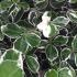 Euonymus Kathy variegated foliage evergreen shrub. Buy online UK