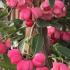 Euonymus Phellomanus Spindle Trees are such pretty small trees perfect specimens for a smaller garden, these are standard clear stem trees.