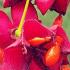 Euonymus Planipes or Flat Stalked Spindle Tree, a handsome deciduous shrub or small tree very colourful in autumn with the red fruits, orange seeds & red leaves