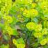 Euphorbia Amygdaloides or Wood Spurge Evergreen Perennial