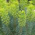 Euphorbia Characias Wulfenii for Sale Online