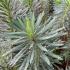 euphorbia with raindrops