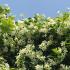 Bank of flowering evergreen Jasmine, highly fragrant and loved by pollinators