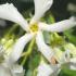 Closeup of the fragrant and and elegant flower 