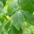 Fagus Orientalis Iskander Oriental Beech Tree, foliage detail, buy Fagus Orientalis online UK