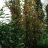 Fagus Sylvatica Dawyck trees for sale online for UK delivery