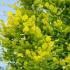 Fagus Sylvatica Dawyck Gold Beech Trees for Sale - a narrow columnar beech with golden foliage