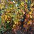 Weeping purple beech trees for sale online with UK delivery