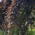 Fagus Sylvatica Purpurea Pendula or Weeping Purple Beech trees to buy online UK