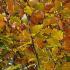 Fagus Sylvatica or Common Beech Hedging for sale Online UK