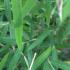 Fargesia Angustissima Bamboo foliage detail, for sale at our London plant centre, UK