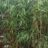 Fargesia Murielae Bamboo for sale online UK delivery