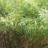 Umbrella bamboos are also known as Fargesia Murielae bamboo for sale online UK