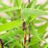 Fargesia Murielae Bimbo also known as Muriels Bamboo or Umbrella Bamboo, buy UK