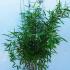 Fargesia Murielae Dino Bamboo for Evergreen Screening