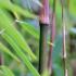 Fargesia Nitida Sichuan is also known as Green Dragon Bamboo or Fargesia Sichuan Bamboo, for sale online with UK delivery