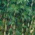 Fargesia Pingwu bamboo with bushy striking foliage, part of our huge bamboo collection. Buy UK delivery.