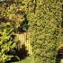 Golden Irish Yew in a Coastal Garden 