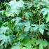 Fatsia Japonica Hardy shrub, London, Paramount Plants and Gardens UK - for sale at our London garden centre & online.