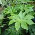 Fatsia Japonica, Shrubs to buy online