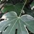 Fatsia Japonica Variegated, Shrubs specialist nursery buy online,UK