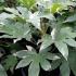 Fatsia Japonica Variegated, For sale Online UK