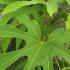 Fatsia Polycarpa Green Fingers showing dramatic foliage detail, buy online UK delivery