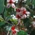 Feijoa Tree in Flower - available at Paramount Plants and Gardens. This Feijoa is for sale online with nationwide delivery UK.