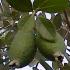 Feijoa Fruits, Feijoa Shrubs, London UK - these are the fruits of the Feijoa Sellowiana tree (Pineapple Guava)