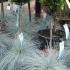 Festuca Glauca Blue ornamental grass for sale online UK