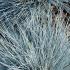 Blue Festuca Glauca ornamental grass, showing blue grey foliage for sale online UK