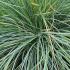 Blue Festuca Glauca ornamental grass, showing blue grey foliage for sale online UK