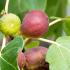 Ficus Carica Madeleine des Deux Saisons or Madeleine Fig Tree, good variety for UK climate, buy online UK delivery