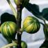 Ficus Carica Panache or Striped Tiger Fig Tree fruits well in UK climate, buy online UK delivery