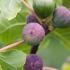 Ficus Carica Violette Dauphine Fig Tree, grows well in UK climate, buy online UK delivery