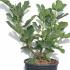 Ficus Carica Goutte d