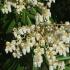 Pieris Flaming Silver flowering, part of our evergreen flowering shrubs collection for sale online UK