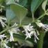 Sarcococca Ruscifolia - fragrant flowers of the Sweet Box shrub - buy UK