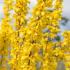  Forsythia Intermedia Gold Rausch. Forsythia Goldrush buy online UK delivery, we also deliver to the Republic of Ireland.