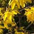 Forsythia x intermedia Weekend a bright yellow flowering shrub for Spring colour, buy online UK delivery