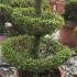 Elegant fountain topiary shaped tree, trained from Ligustrum Jonandrum, part of our large collection of topiary shapes. Buy UK.