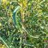 Frangula alnus Fine Line with narrow upright green foliage